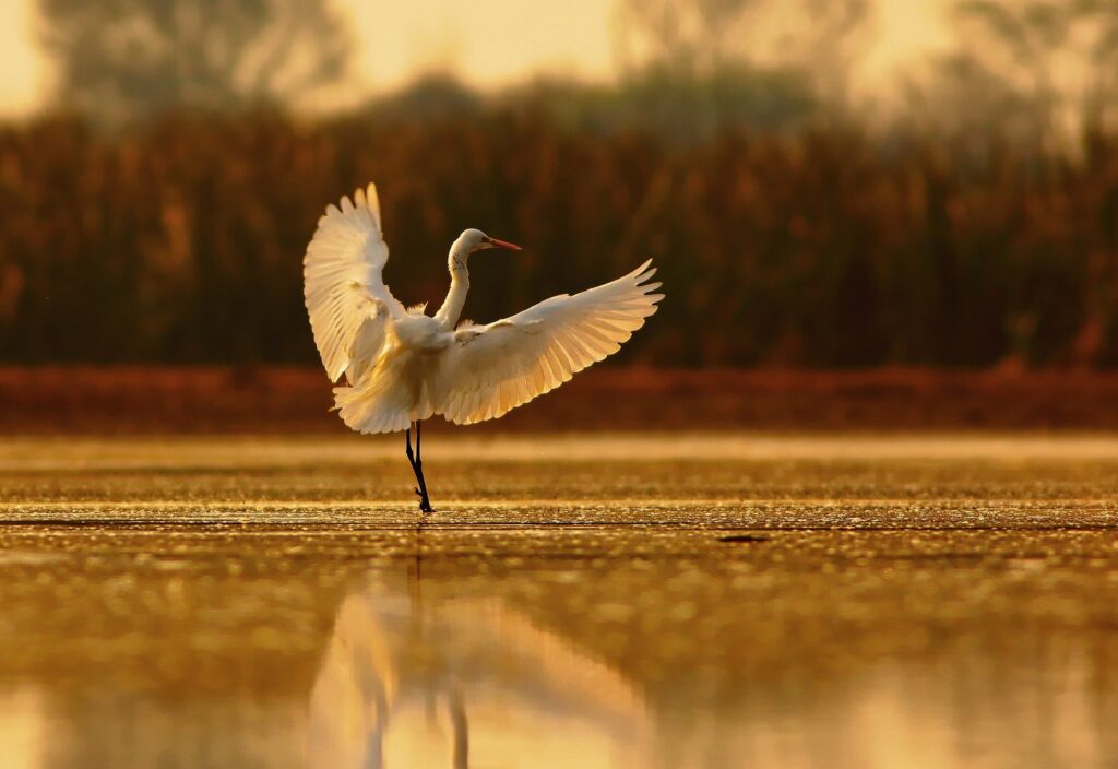 Egret landing at Southeastern Wildlife Exposition