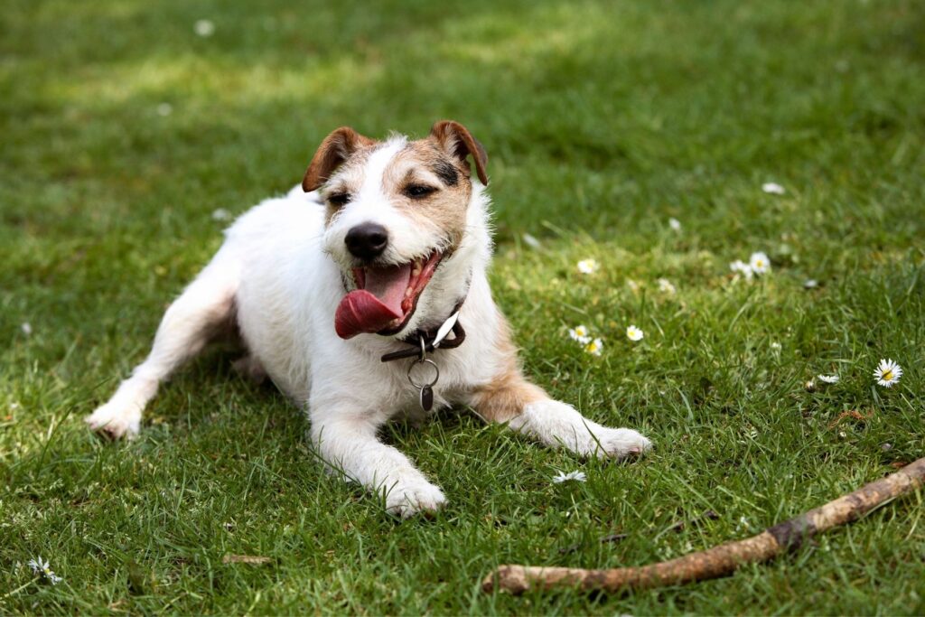 A dog at a Charleston dog park