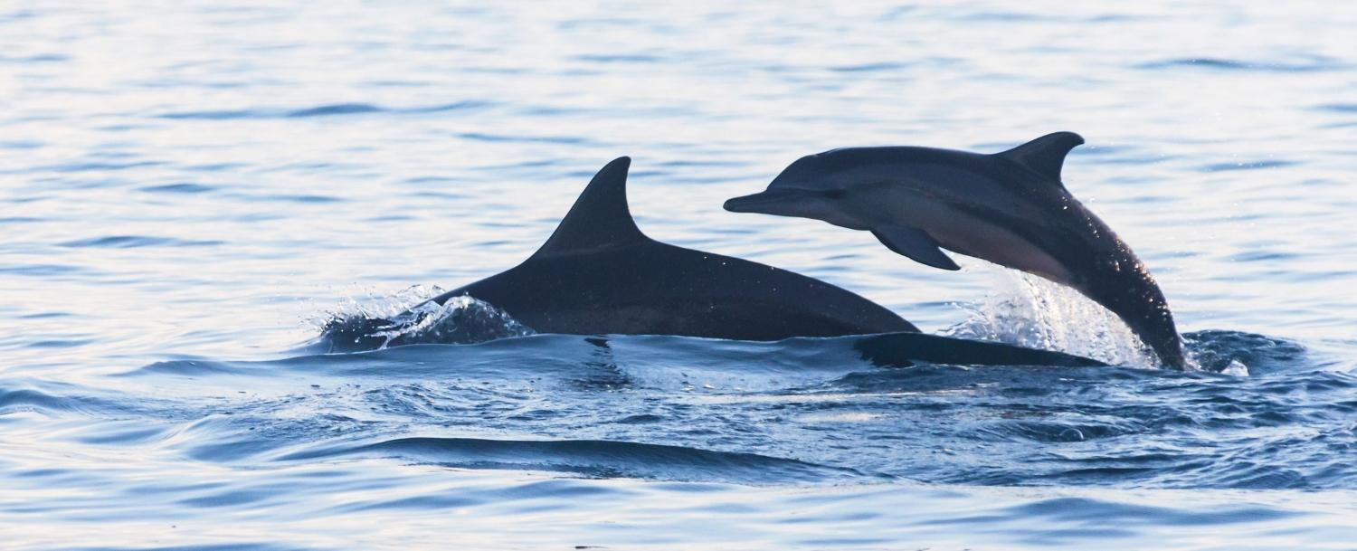 Where to See Dolphins in Charleston, SC