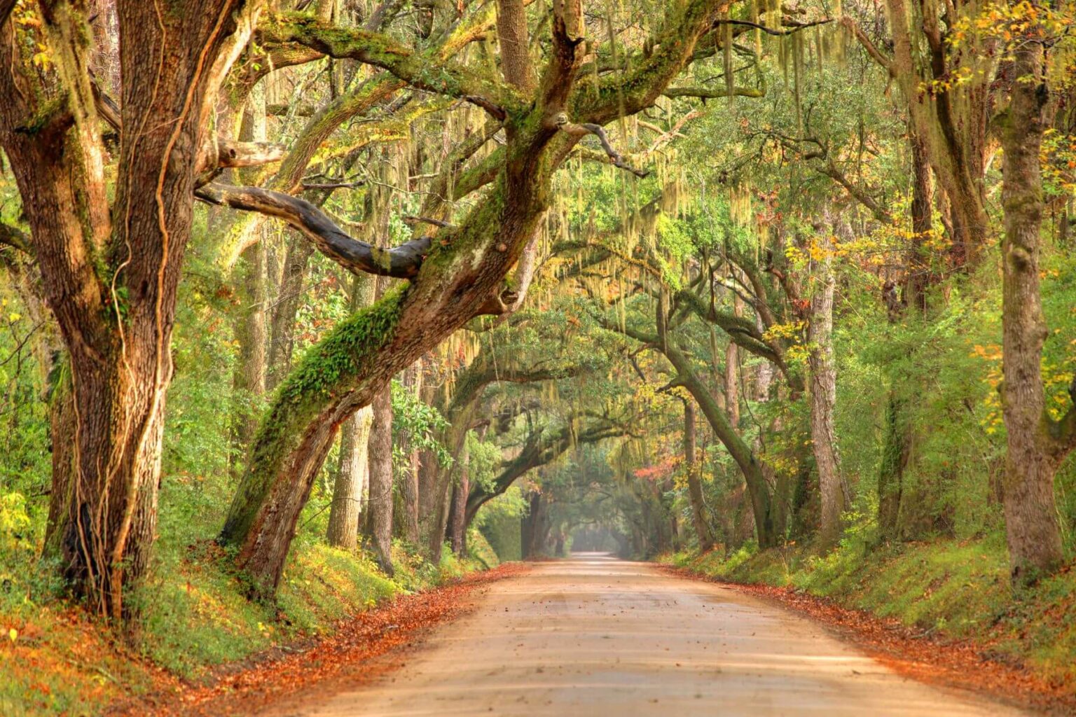 a tree lined road with fall colors in charleston sc