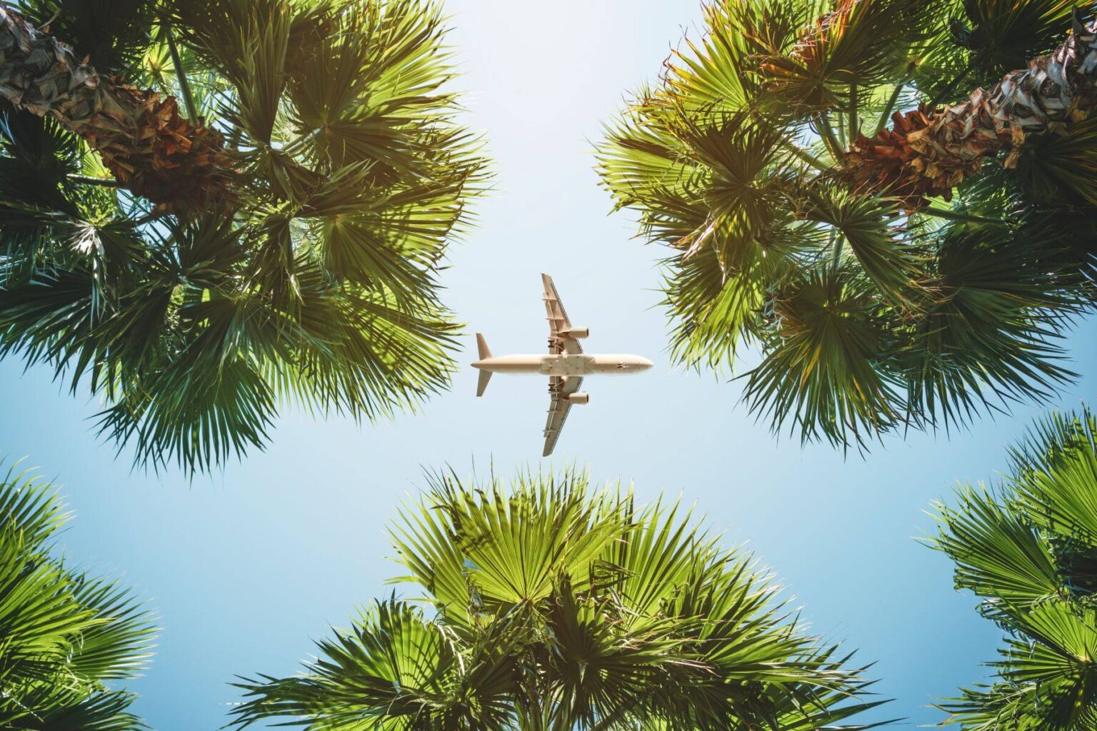 plane flying over several palm trees in South Carolina