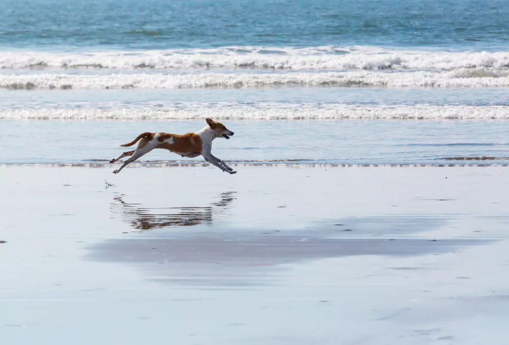 Dog on the Beach