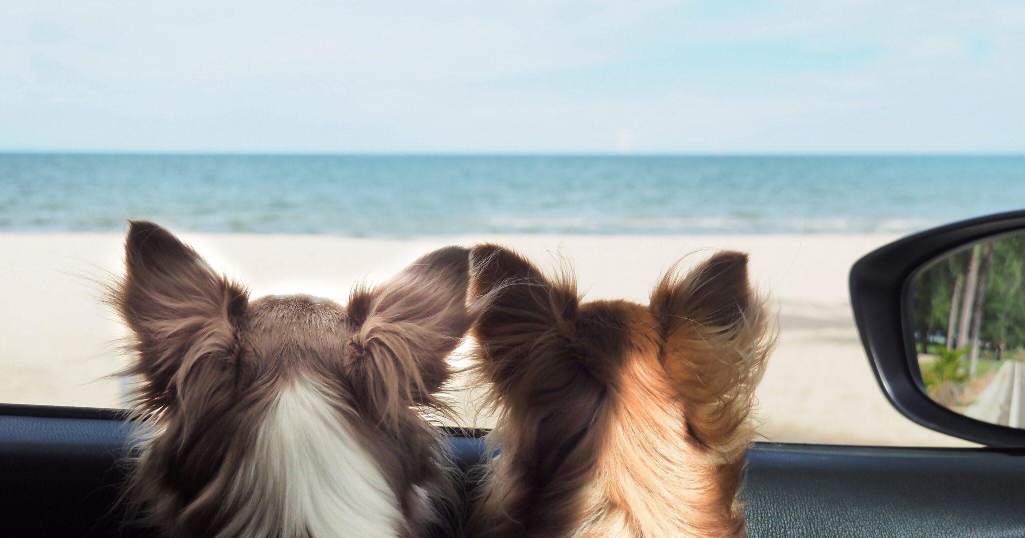 Two Dogs Looking Out a Car Window at the Beach