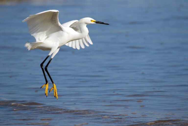 Birds of South Carolina: A snowy egret takes flight from a Charleston shoreline.