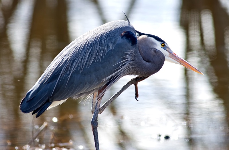 Birds of South Carolina: Great Blue Heron