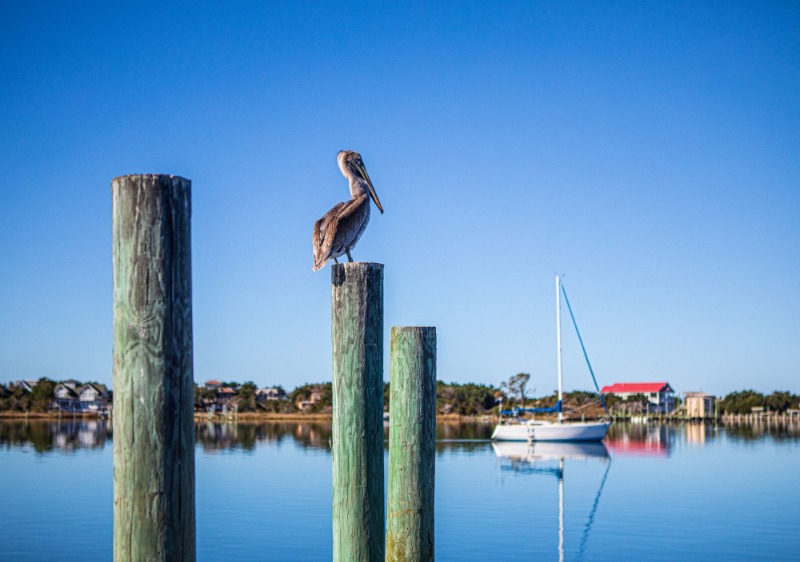 Birds of South Carolina: Brown Pelican