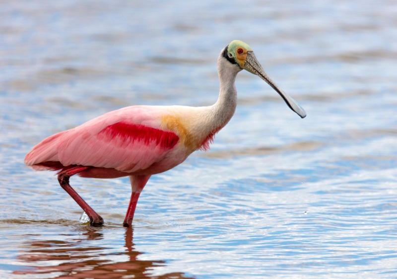 Birds of South Carolina: Roseate Spoonbill