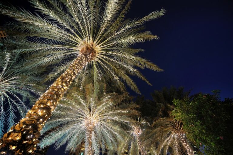 Christmas in Charleston: A towering palmetto tree adorned with holiday lighting amid the dark night sky.